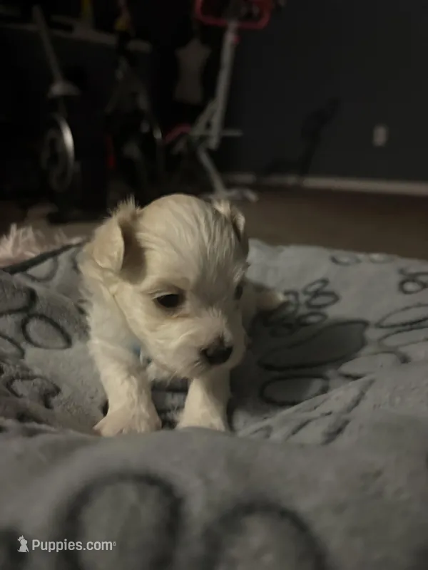 Blue – Maltese puppy for sale in Wimauma, FL