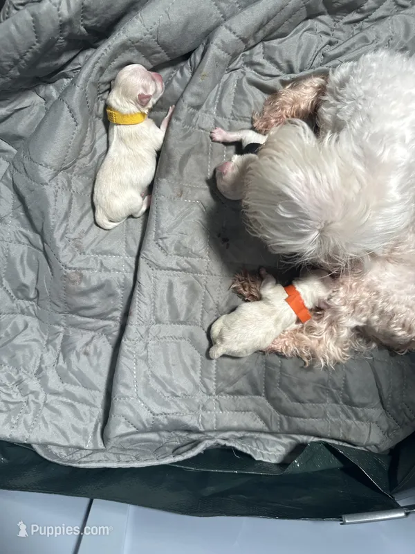 Orange – Maltese puppy on hold in Wimauma, FL