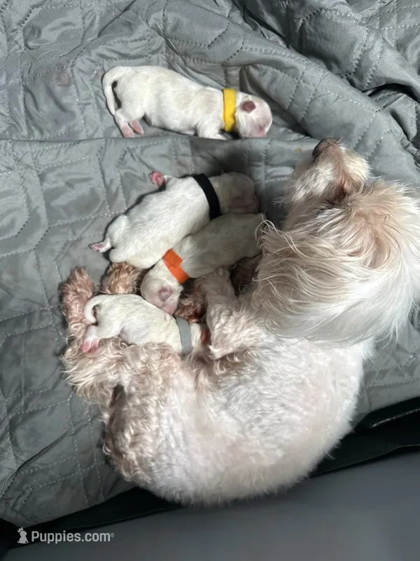 Yellow – Maltese puppy on hold in Wimauma, FL