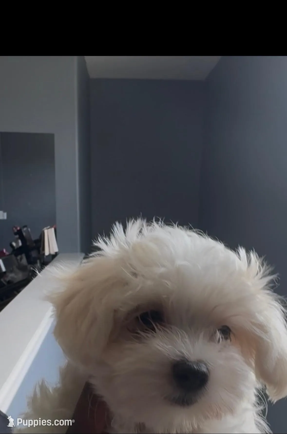 Blue, a male Maltese for sale in Wimauma, FL – Photo 2 of 2