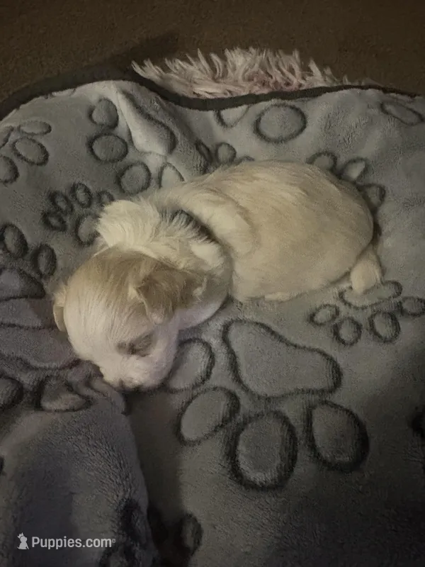 King – Maltese puppy for sale in Wimauma, FL