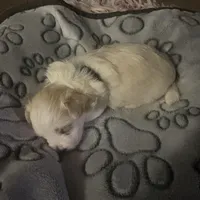 King, a male Maltese for sale in Wimauma, FL – Photo 1 of 2