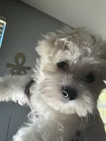 King, a male Maltese for sale in Wimauma, FL – Photo 2 of 2