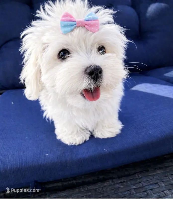 Pink Barbie – Maltese puppy for sale in Wimauma, FL
