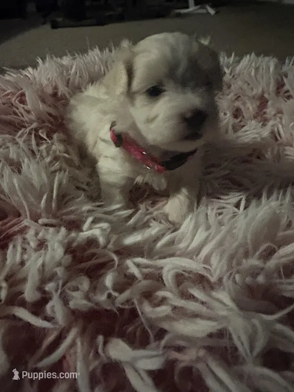 Barbie – Maltese puppy for sale in Wimauma, FL