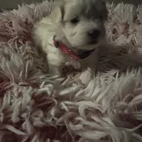 Barbie, a female Maltese for sale in Wimauma, FL – Photo 1 of 2