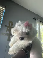 Barbie, a female Maltese for sale in Wimauma, FL – Photo 2 of 2