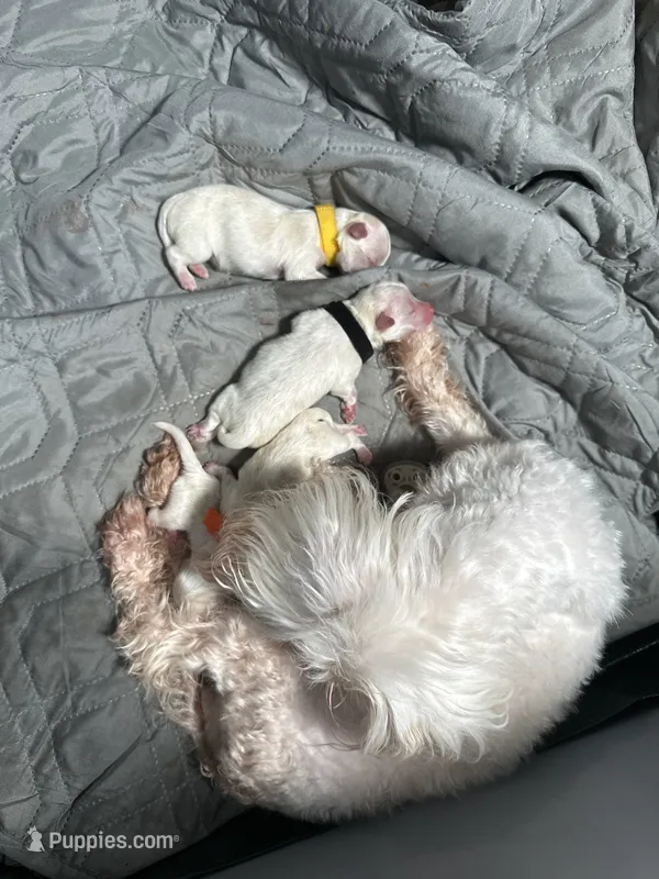 Black – Maltese puppy on hold in Wimauma, FL