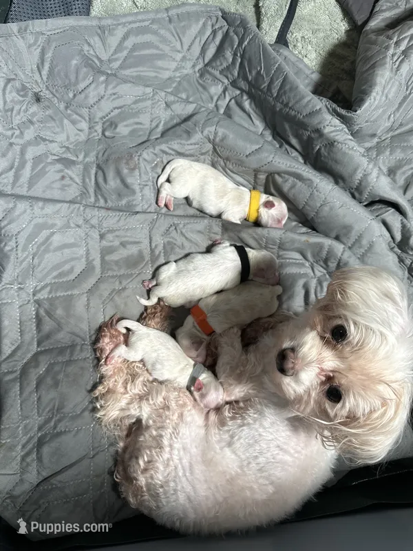 Grey – Maltese puppy on hold in Wimauma, FL