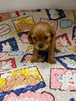 Sadie, a female Cavalier King Charles Spaniel for sale in Melbourne, FL – 2 of 3