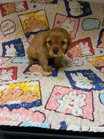 Sadie, a female Cavalier King Charles Spaniel for sale in Melbourne, FL – 3 of 3