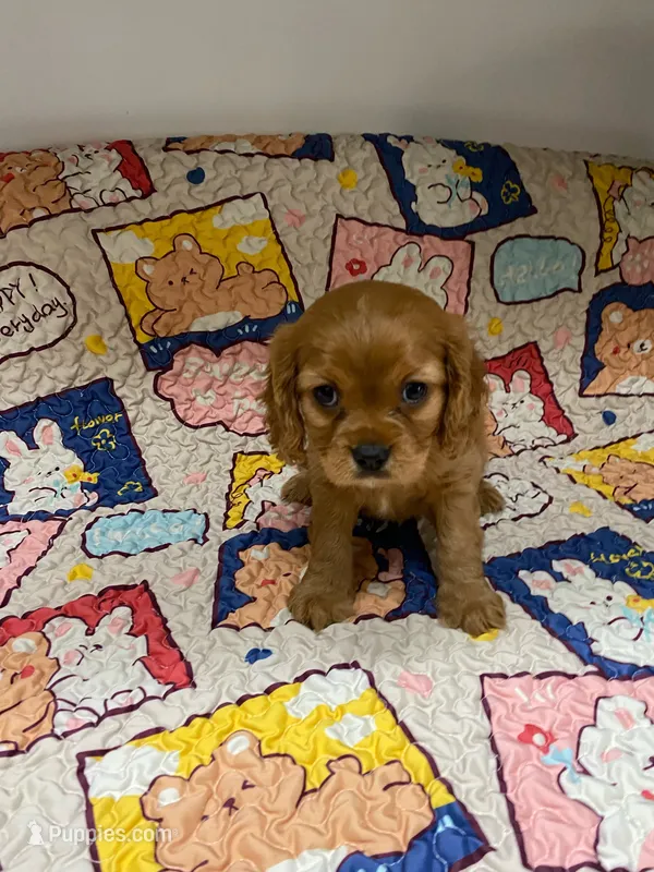 Sadie – Cavalier King Charles Spaniel puppy for sale in Melbourne, FL
