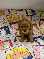 Sadie, a female Cavalier King Charles Spaniel for sale in Melbourne, FL – 1 of 3