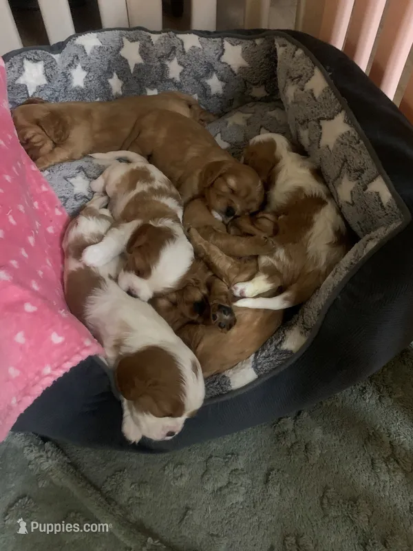 Female 1 – Cavalier King Charles Spaniel puppy for sale in Melbourne, FL