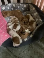 Female 1, a female Cavalier King Charles Spaniel for sale in Melbourne, FL – 1 of 1
