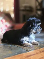 No name, a female Yorkshire Terrier for sale in San Antonio, TX – 5 of 9