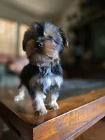 No name, a female Yorkshire Terrier for sale in San Antonio, TX – 7 of 10