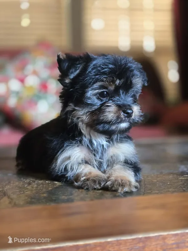 No name – Yorkshire Terrier puppy for sale in San Antonio, TX