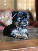 No name, a female Yorkshire Terrier for sale in San Antonio, TX – 1 of 9