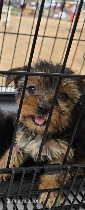 No name  – Yorkshire Terrier puppy for sale in San Antonio, TX