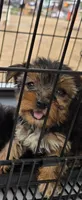 No name , a female Yorkshire Terrier for sale in San Antonio, TX – 1 of 4