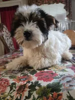 No name , a male Yorkshire Terrier for sale in San Antonio, TX – 4 of 5