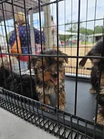 No name , a female Yorkshire Terrier for sale in San Antonio, TX – 4 of 4