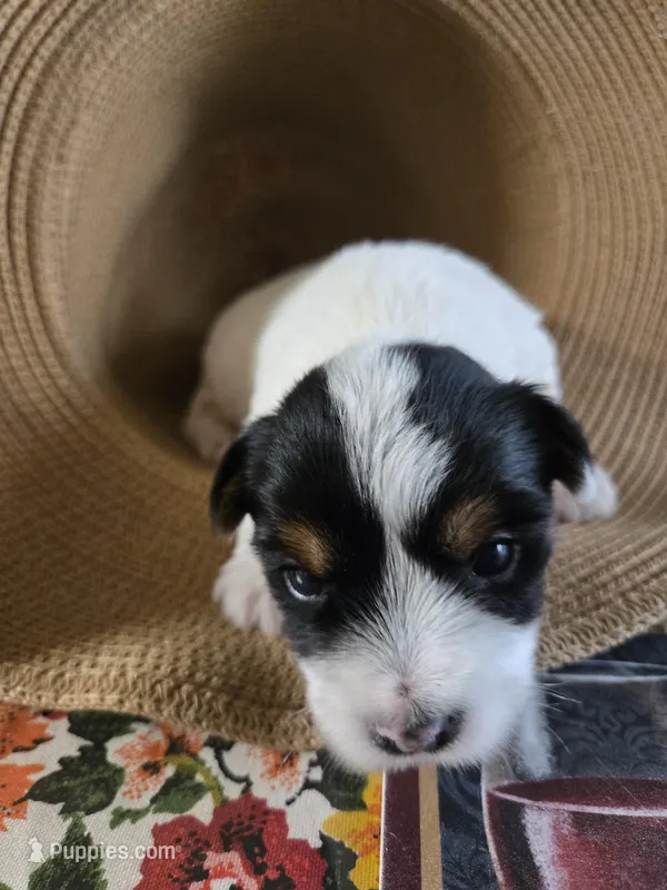 No name – Yorkshire Terrier puppy for sale in San Antonio, TX