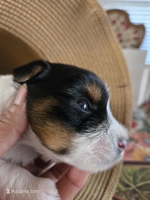 No name – Yorkshire Terrier puppy for sale in San Antonio, TX