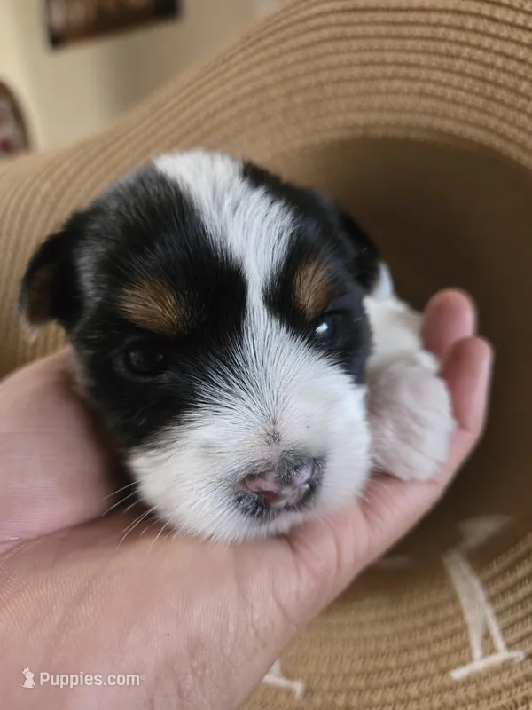 No name – Yorkshire Terrier puppy for sale in San Antonio, TX