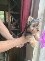 Honey, a female Yorkshire Terrier for sale in San Antonio, TX – 5 of 7