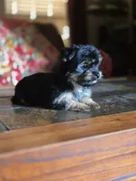 No name, a female Yorkshire Terrier for sale in San Antonio, TX – 8 of 9