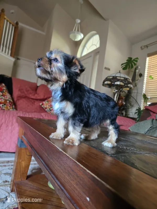 No name – Yorkshire Terrier puppy for sale in San Antonio, TX