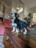 No name, a female Yorkshire Terrier for sale in San Antonio, TX – 3 of 10