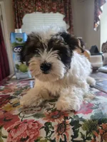 No name , a male Yorkshire Terrier for sale in San Antonio, TX – 2 of 5