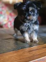 No name, a female Yorkshire Terrier for sale in San Antonio, TX – 7 of 9