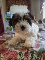 No name , a male Yorkshire Terrier for sale in San Antonio, TX – 3 of 5