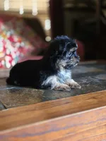 No name, a female Yorkshire Terrier for sale in San Antonio, TX – 6 of 9