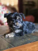 No name, a female Yorkshire Terrier for sale in San Antonio, TX – 4 of 9