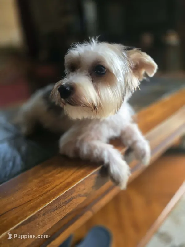 No name  – Yorkshire Terrier puppy for sale in San Antonio, TX