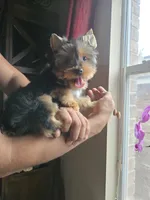 Honey, a female Yorkshire Terrier for sale in San Antonio, TX – 6 of 7
