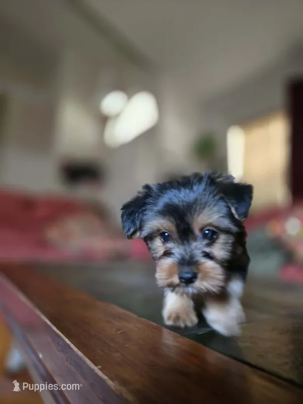 No name – Yorkshire Terrier puppy for sale in San Antonio, TX