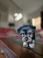 No name, a female Yorkshire Terrier for sale in San Antonio, TX – 1 of 10