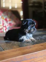 No name, a female Yorkshire Terrier for sale in San Antonio, TX – 9 of 9
