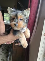 Honey, a female Yorkshire Terrier for sale in San Antonio, TX – 3 of 7