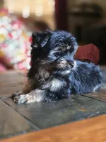 No name, a female Yorkshire Terrier for sale in San Antonio, TX – 3 of 9