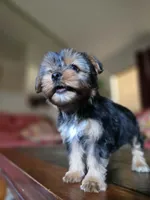 No name, a female Yorkshire Terrier for sale in San Antonio, TX – 5 of 10