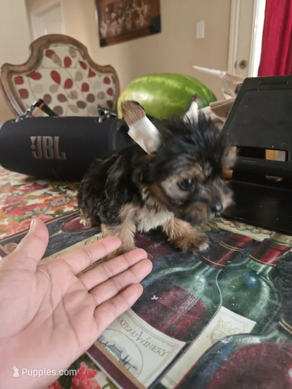 No name  – Yorkshire Terrier puppy for sale in San Antonio, TX
