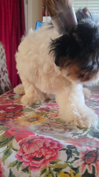 No name , a male Yorkshire Terrier for sale in San Antonio, TX – 5 of 5