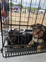 No name , a female Yorkshire Terrier for sale in San Antonio, TX – 2 of 4